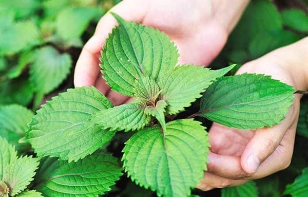 Trị hen phế quản bằng lá tía tô